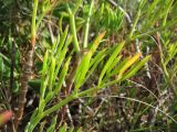 Crithmum maritimum. Лист. Испания, Каталония, провинция Girona, Costa Brava, Sant Feliu de Guíxols, побережье Средиземного моря. 23 октября 2008 г.