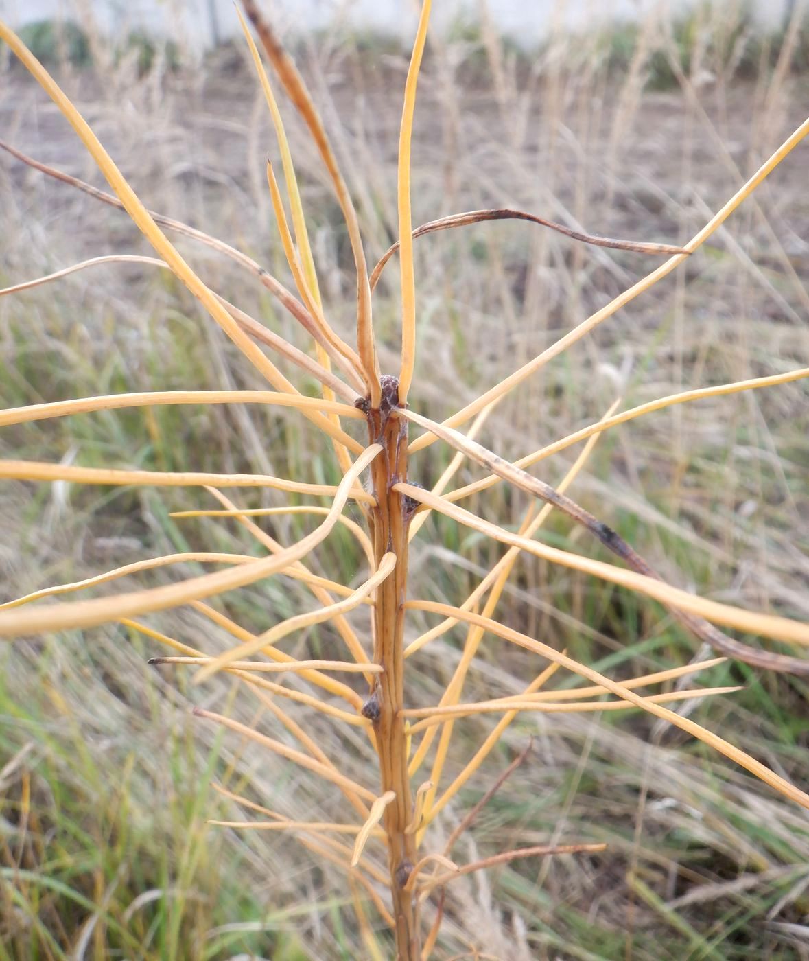 Image of genus Larix specimen.