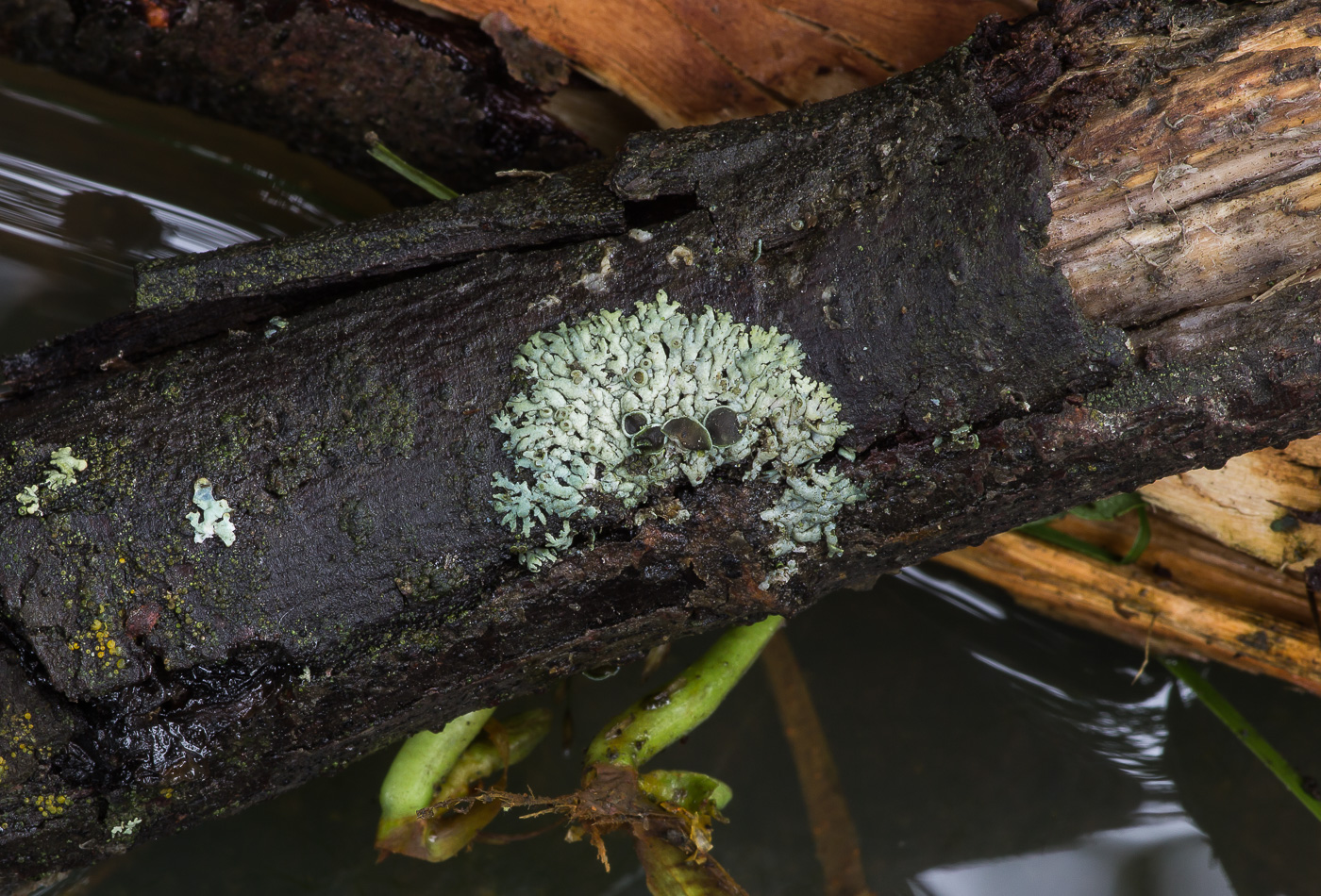 Image of Physcia stellaris specimen.