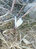 Colchicum kesselringii