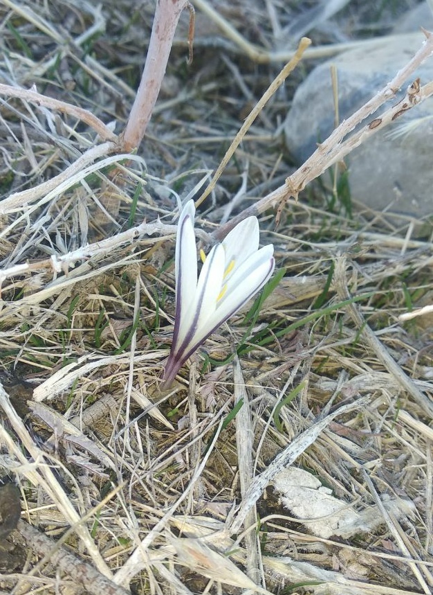 Изображение особи Colchicum kesselringii.