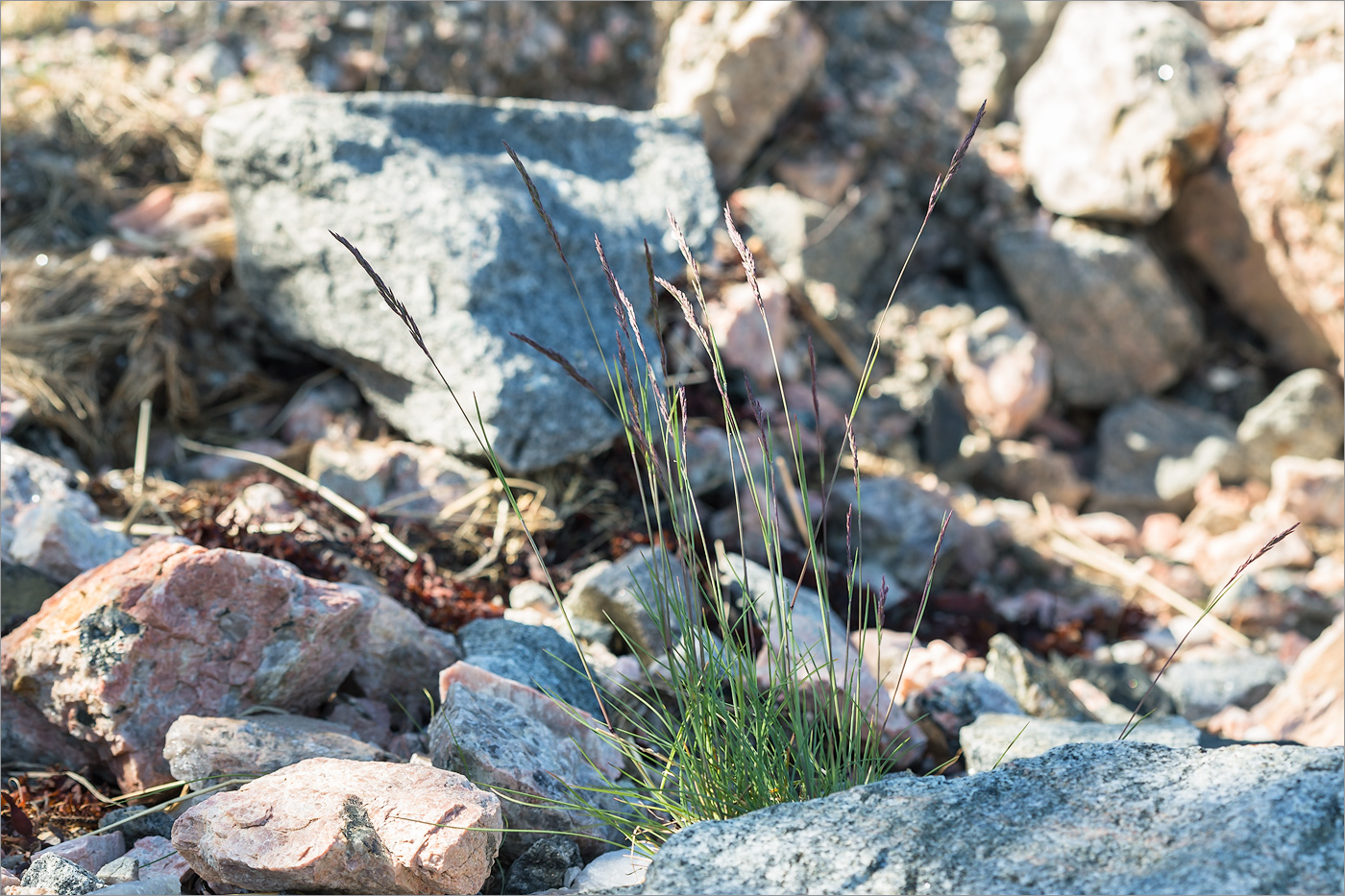 Изображение особи Festuca rubra.