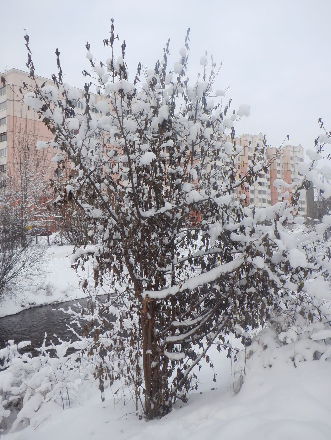 Изображение особи Cornus mas.