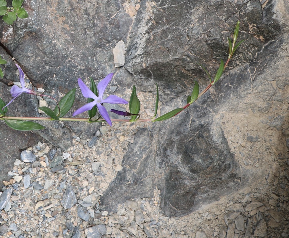 Image of Vinca herbacea specimen.