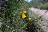 Tulipa ostrowskiana