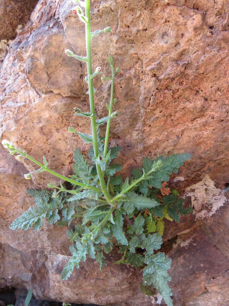 Изображение особи Verbascum rupestre.