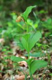 Cypripedium shanxiense