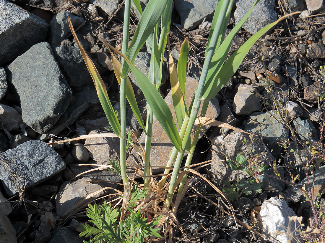 Image of Triticum aestivum specimen.