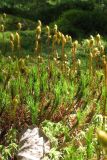 genus Polytrichum