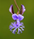 Polygala tenuifolia. Цветок. Приморский край, Октябрьский р-н, окр. с. Заречное, гора Сенькина Шапка, на южном остепнённом склоне у вершины горы. 27.06.2021.