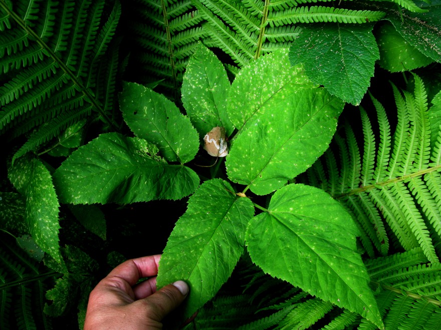 Изображение особи Aegopodium podagraria ssp. nadeshdae.