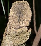 Plerandra elegantissima