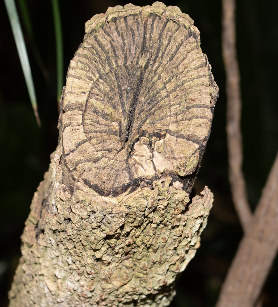 Image of Plerandra elegantissima specimen.