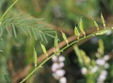 Astragalus sulcatus