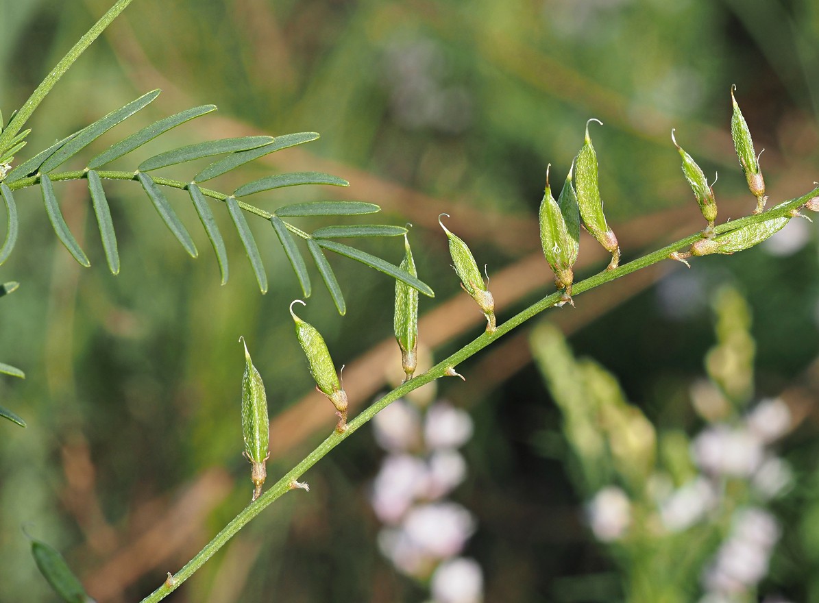 Изображение особи Astragalus sulcatus.