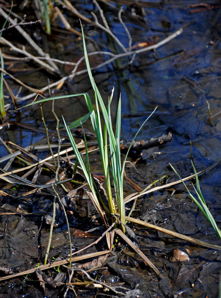 Изображение особи Carex pilosa.