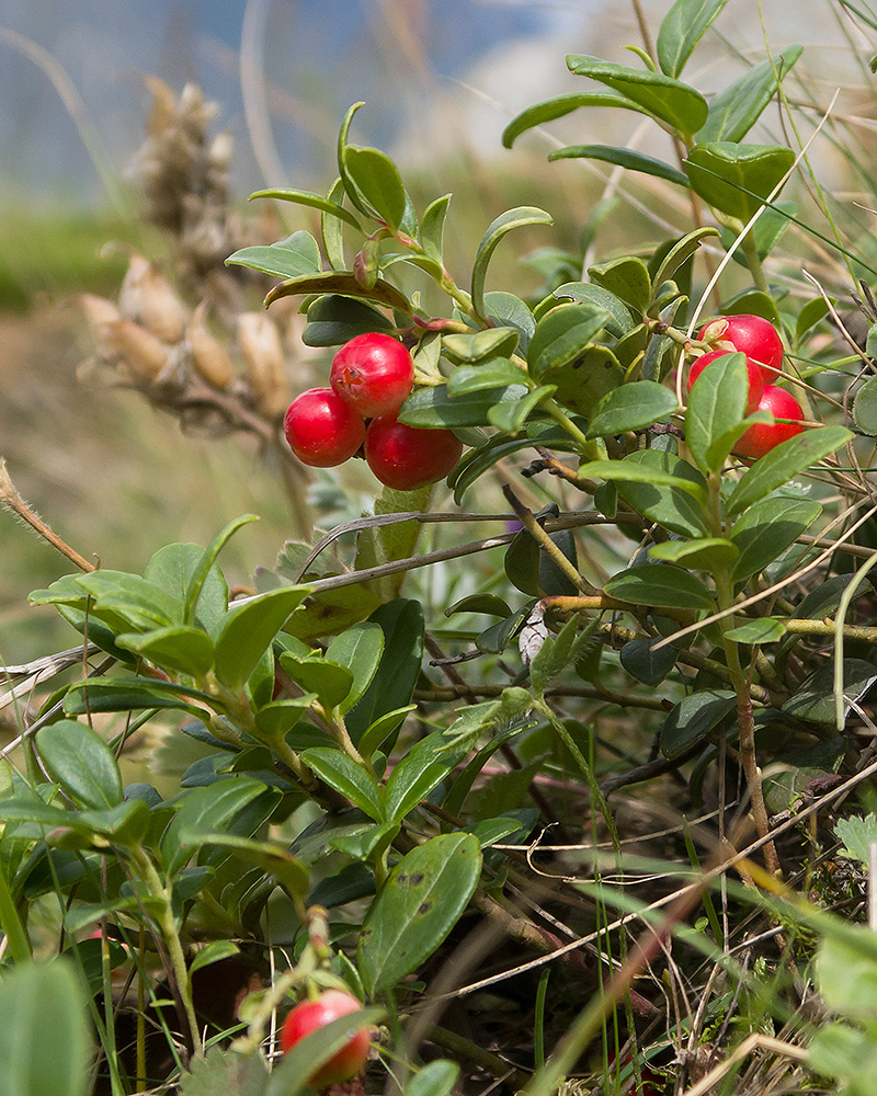 Image of Vaccinium vitis-idaea specimen.