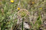 Allium nutans