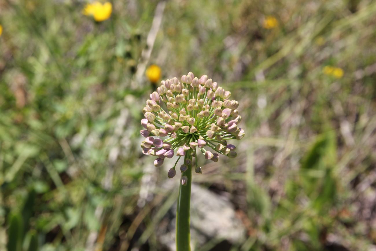 Image of Allium nutans specimen.