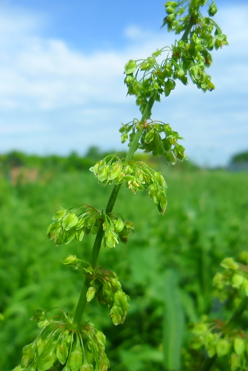 Image of Rumex stenophyllus specimen.