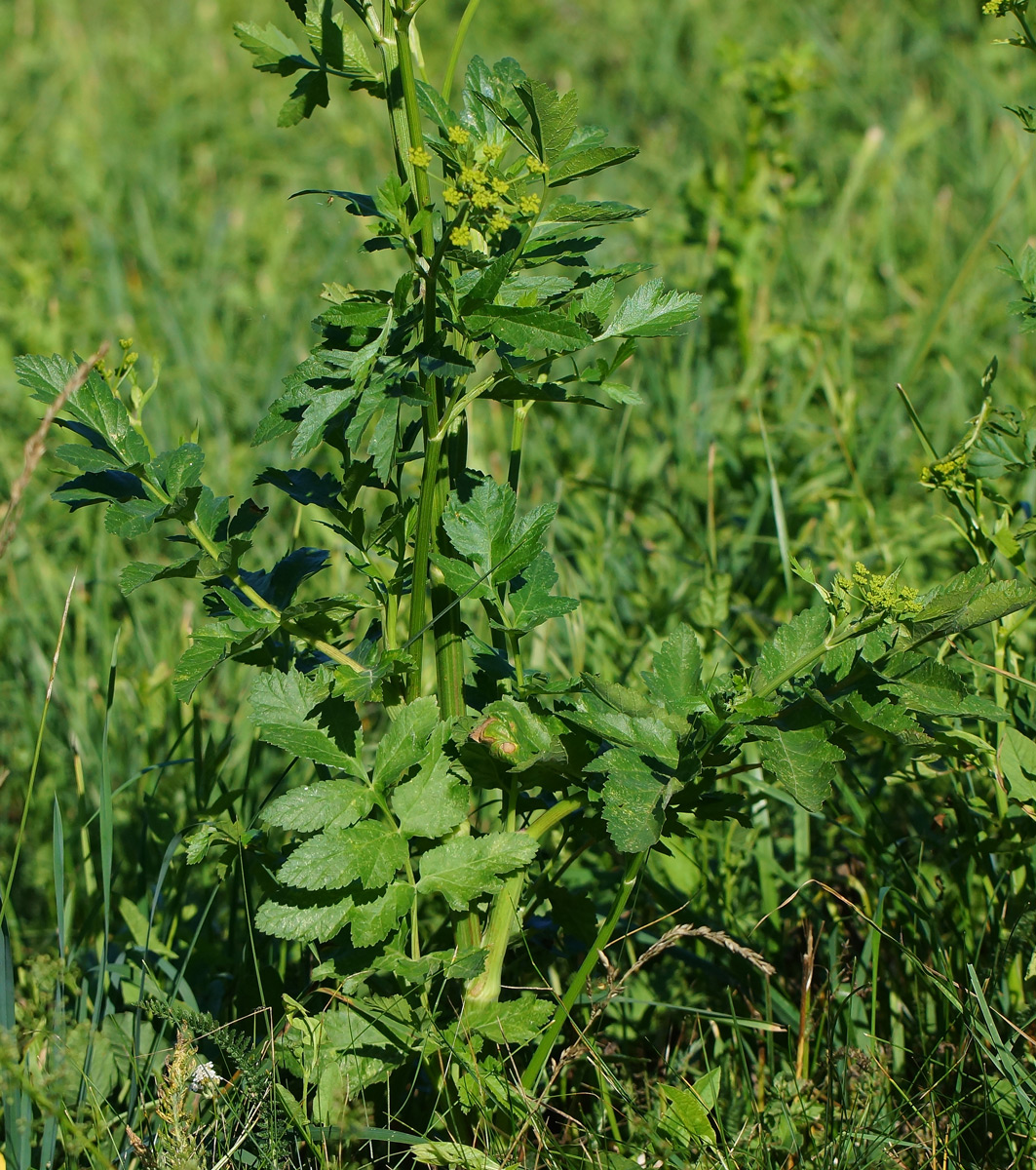 Image of Pastinaca sativa specimen.