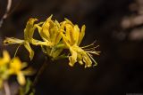 Rhododendron luteum