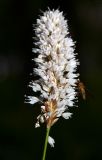 Bistorta officinalis. Соцветие с сидящем на цветках комаром. Республика Алтай, Шебалинский р-н, г. Соловковая, лес на склоне на высоте около 700 м н.у.м. 02.07.2010.