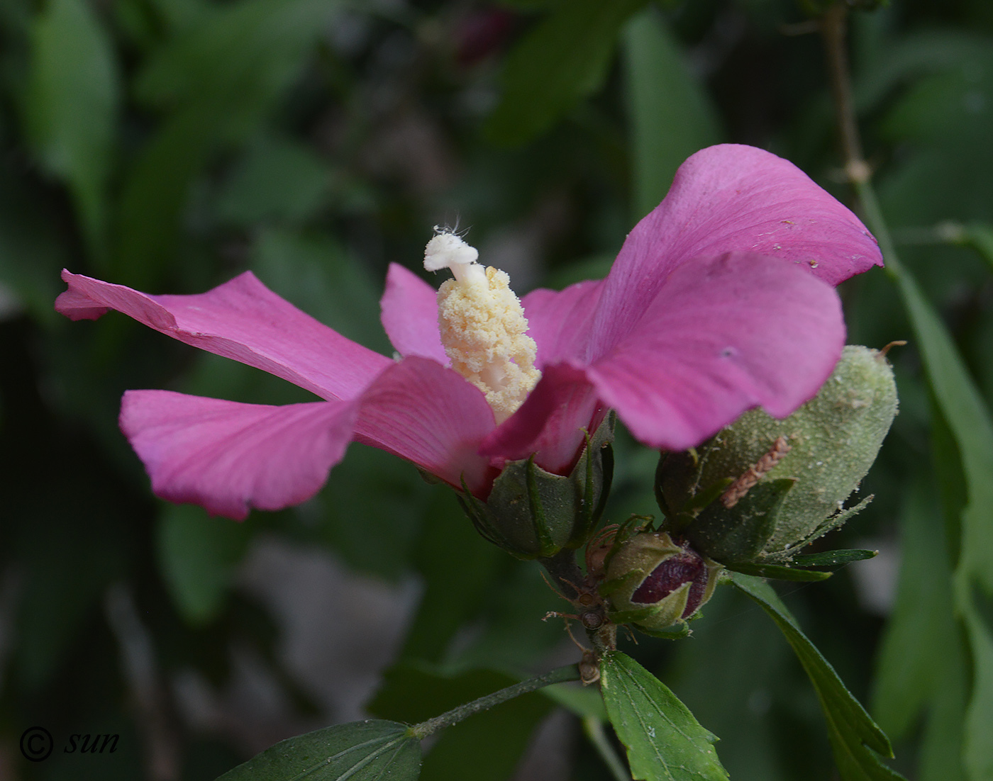 Изображение особи Hibiscus syriacus.