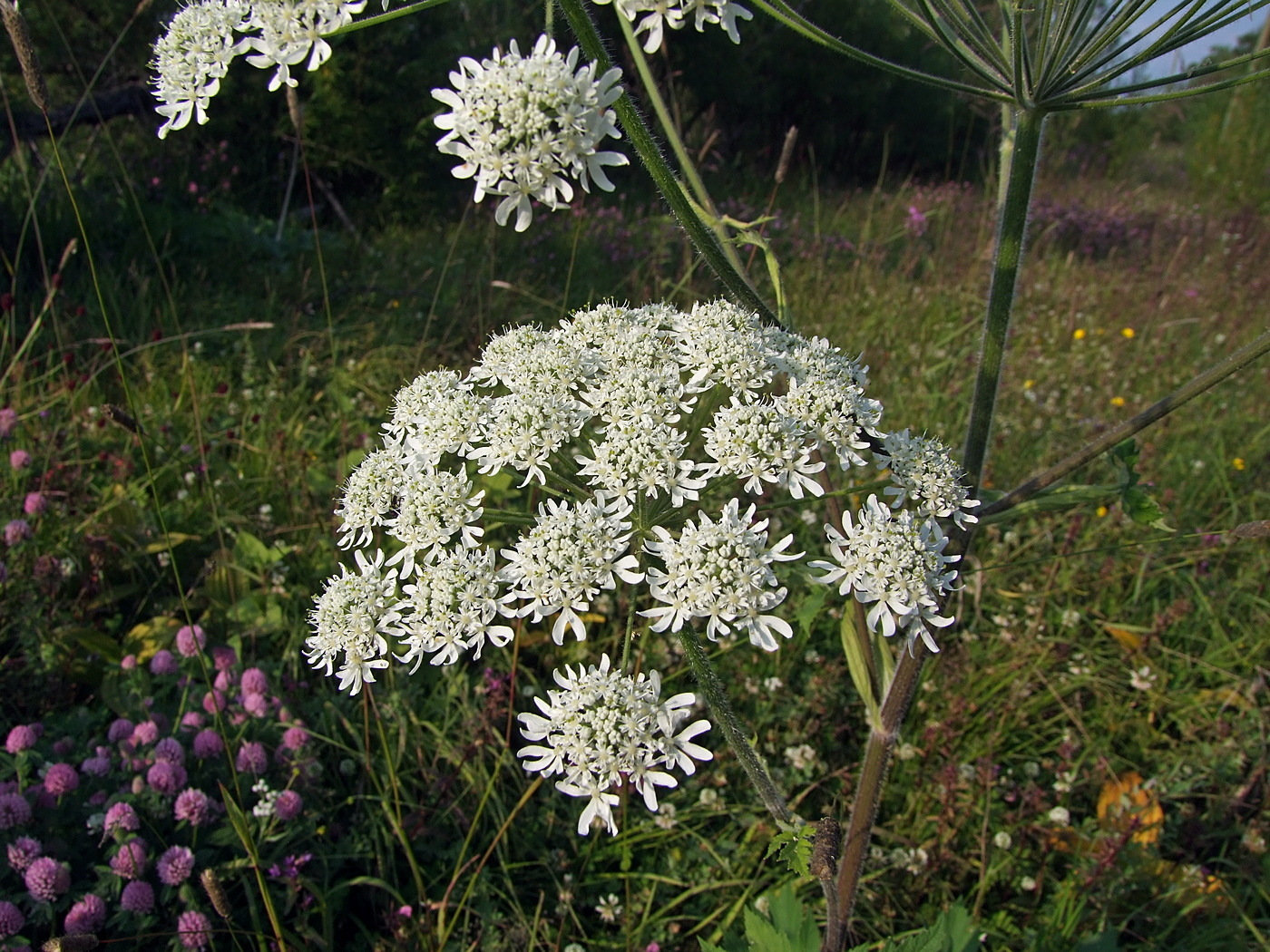 Изображение особи Heracleum dissectum.