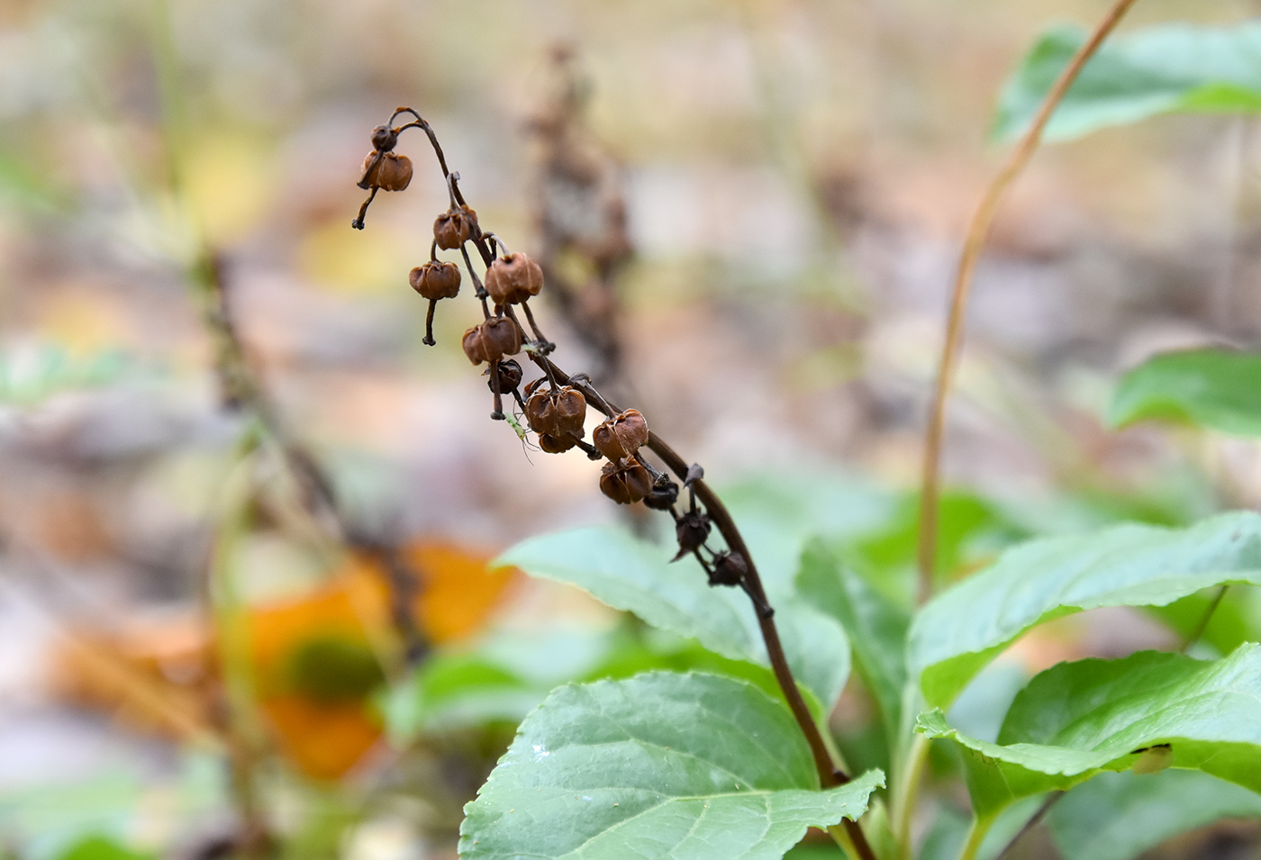 Изображение особи Orthilia secunda.