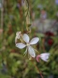 Gaura lindheimeri