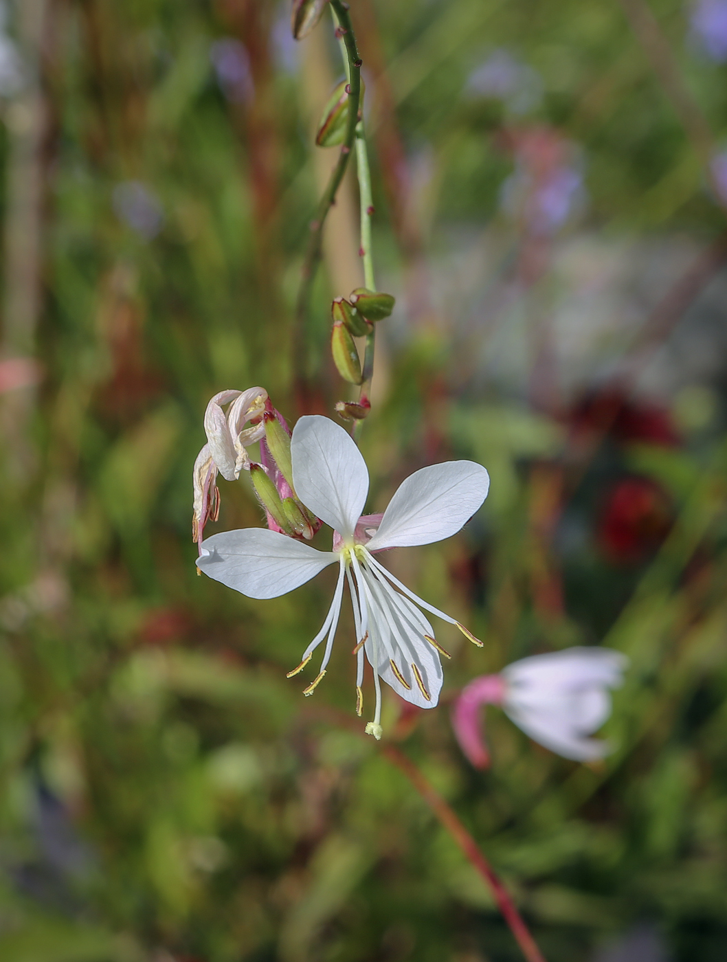 Image of Gaura lindheimeri specimen.