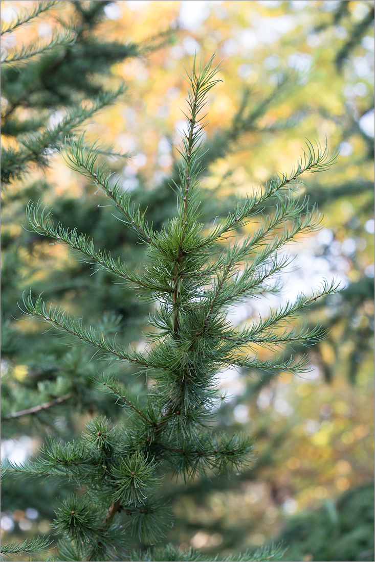 Image of Larix kaempferi specimen.