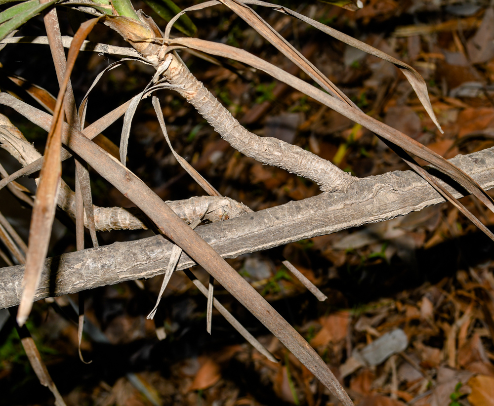 Image of Cordyline stricta specimen.