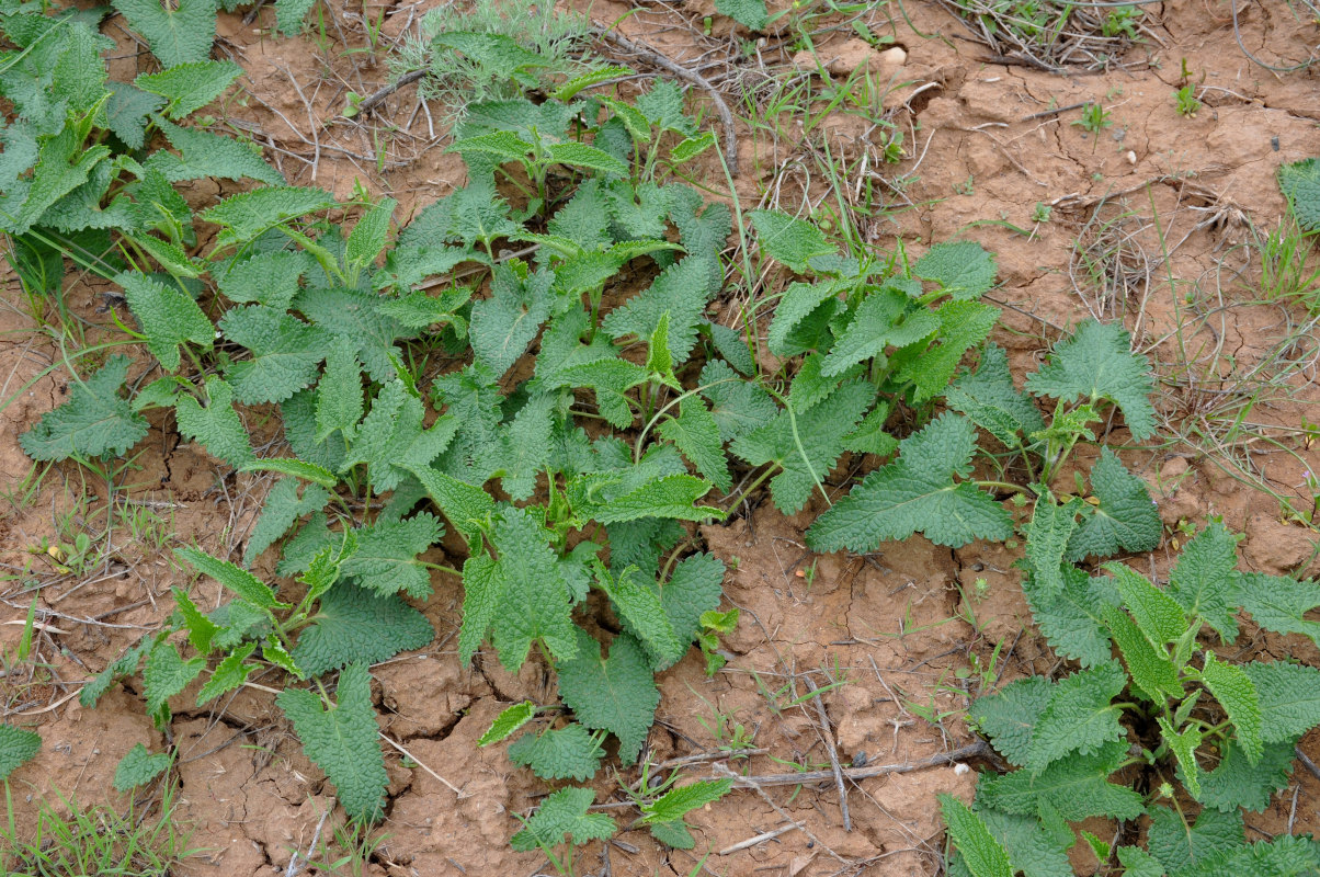 Image of Phlomoides tuberosa specimen.