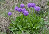 Primula auriculata. Цветущее растение в каплях дождя. Республика Северная Осетия-Алания, Ирафский р-н, Большой Кавказ, хр. Фастагдор, левый склон Караугомского ущелья, ≈ 2430 м н.у.м., влажный луг. 09.07.2021.