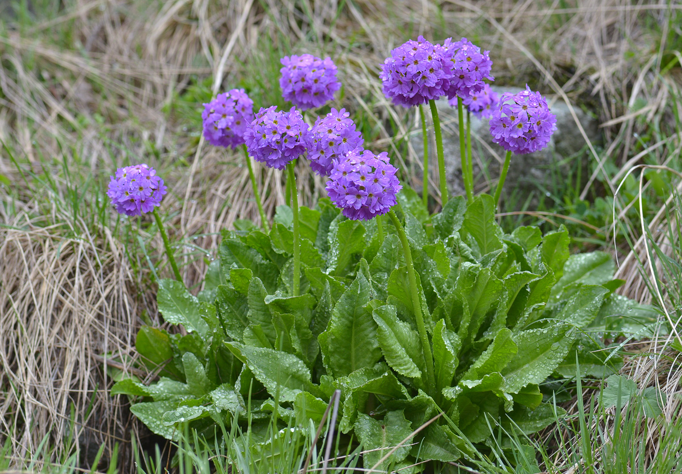 Изображение особи Primula auriculata.