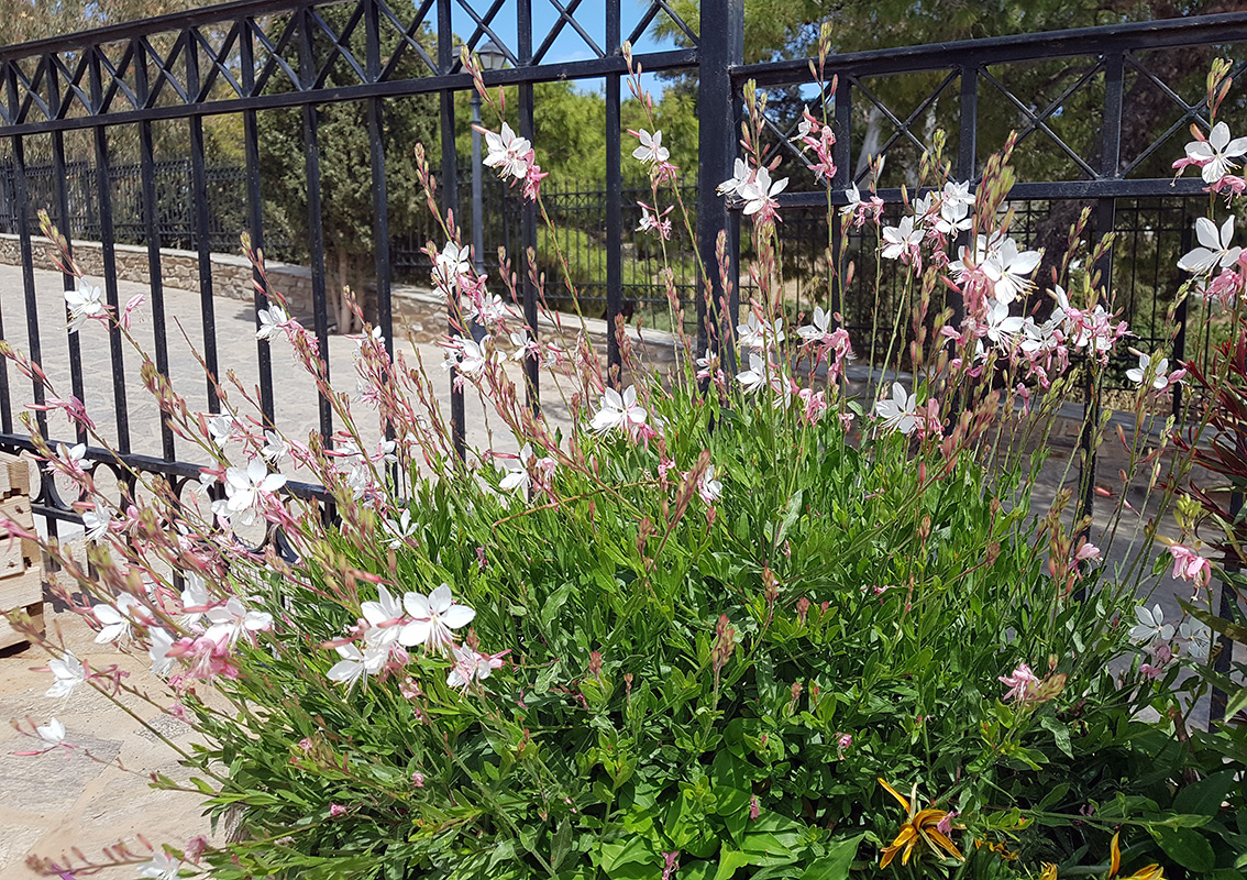 Изображение особи Gaura lindheimeri.