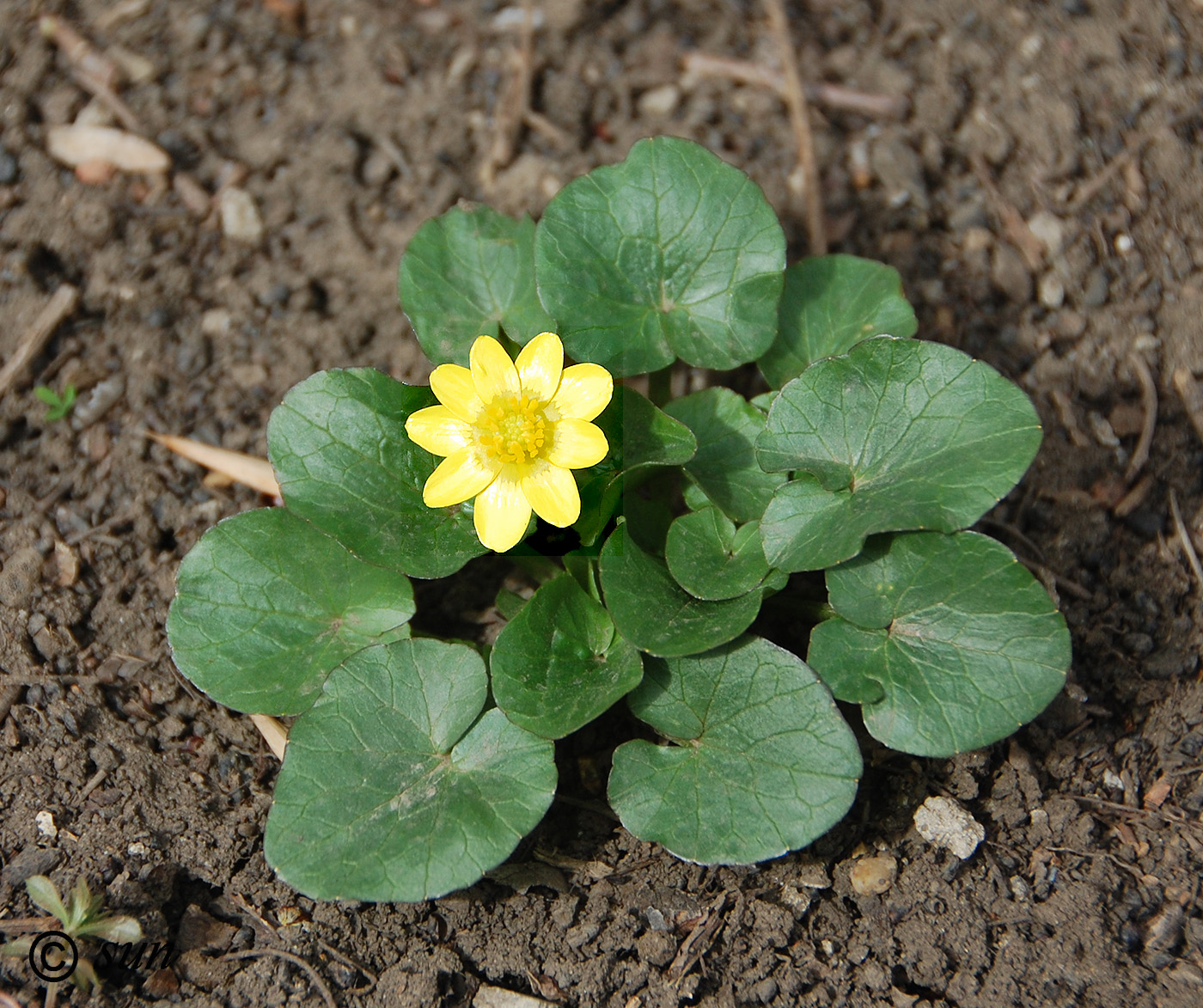 Image of Ficaria verna specimen.