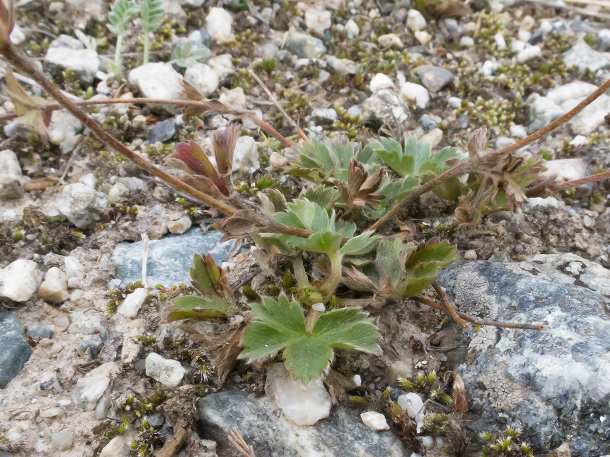 Изображение особи род Alchemilla.