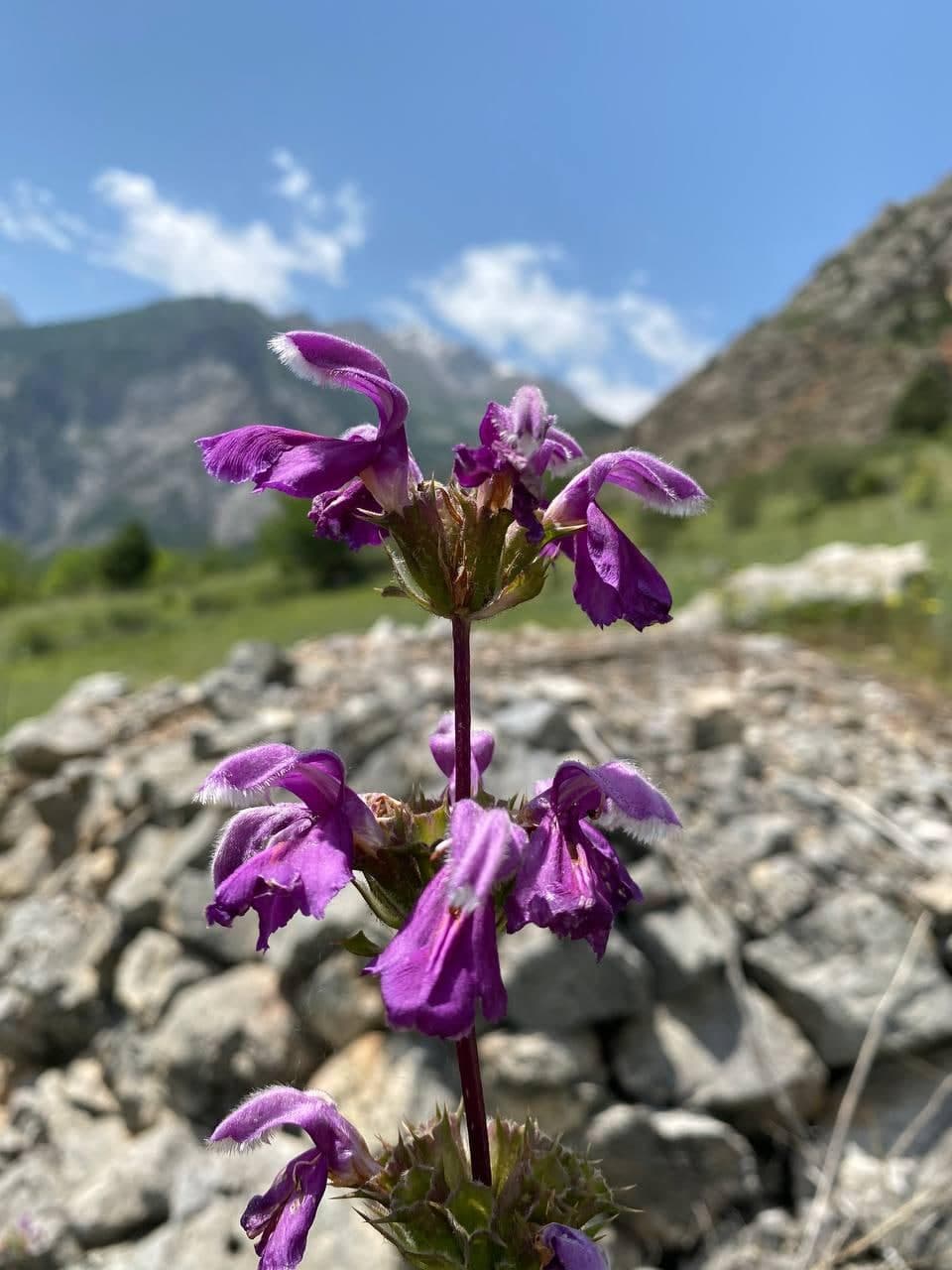 Изображение особи Phlomoides lehmanniana.