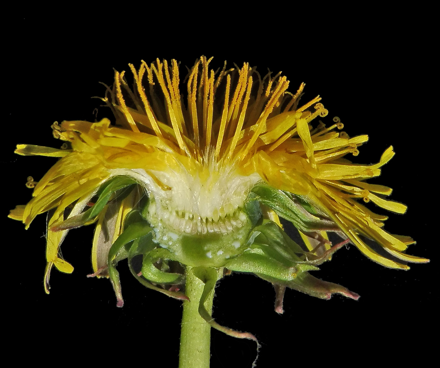 Image of Taraxacum officinale specimen.