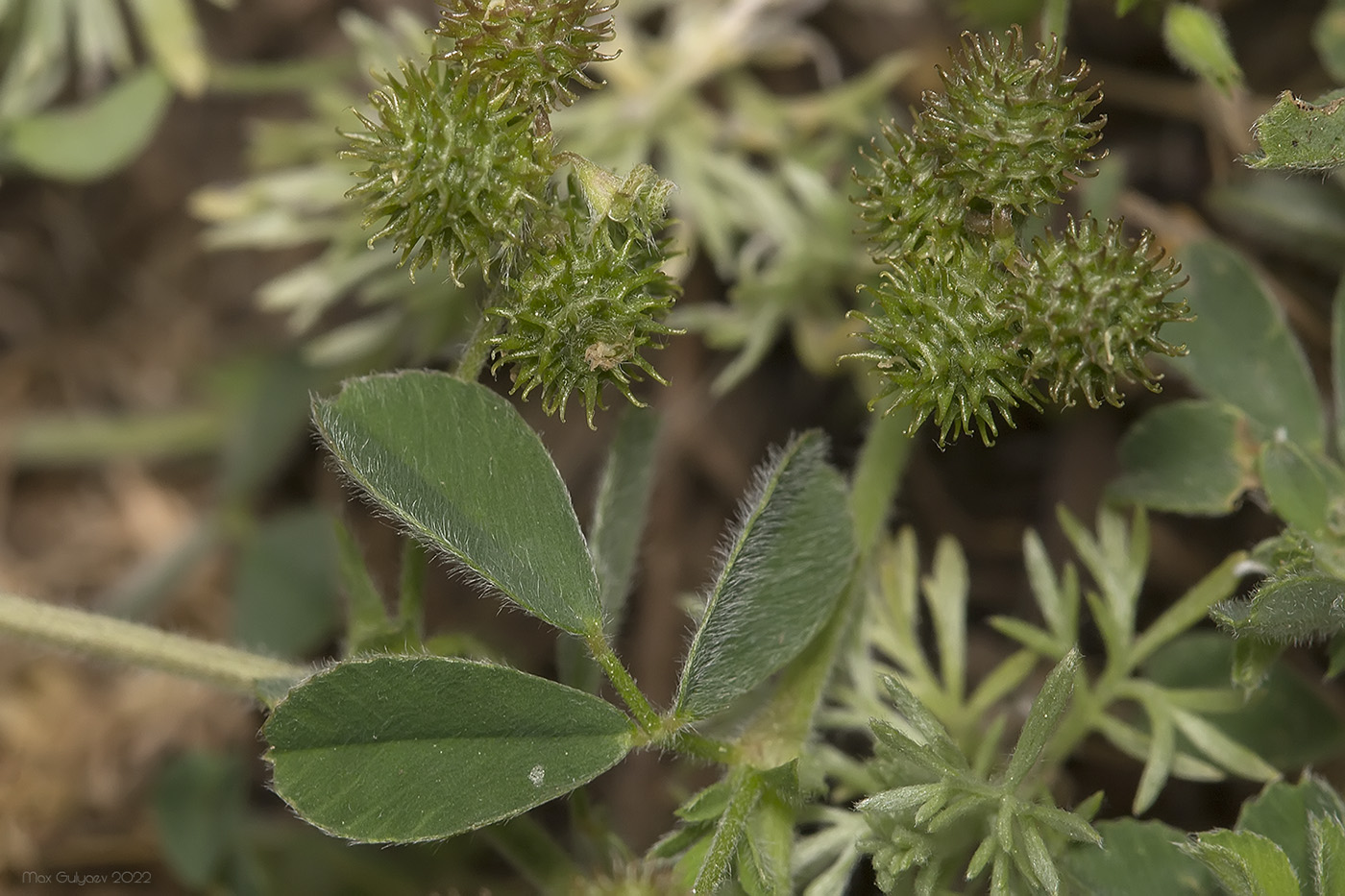 Image of Medicago minima specimen.