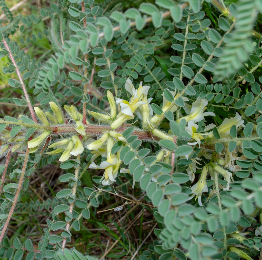 Изображение особи Astragalus aleppicus.