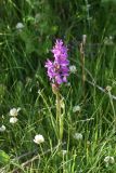 Dactylorhiza salina