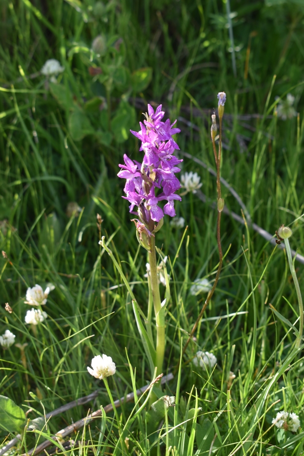 Изображение особи Dactylorhiza salina.