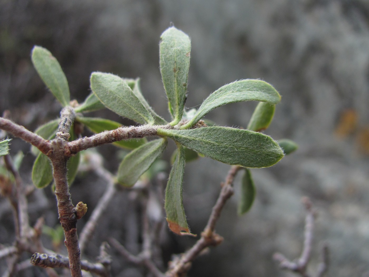 Image of Daphne baksanica specimen.