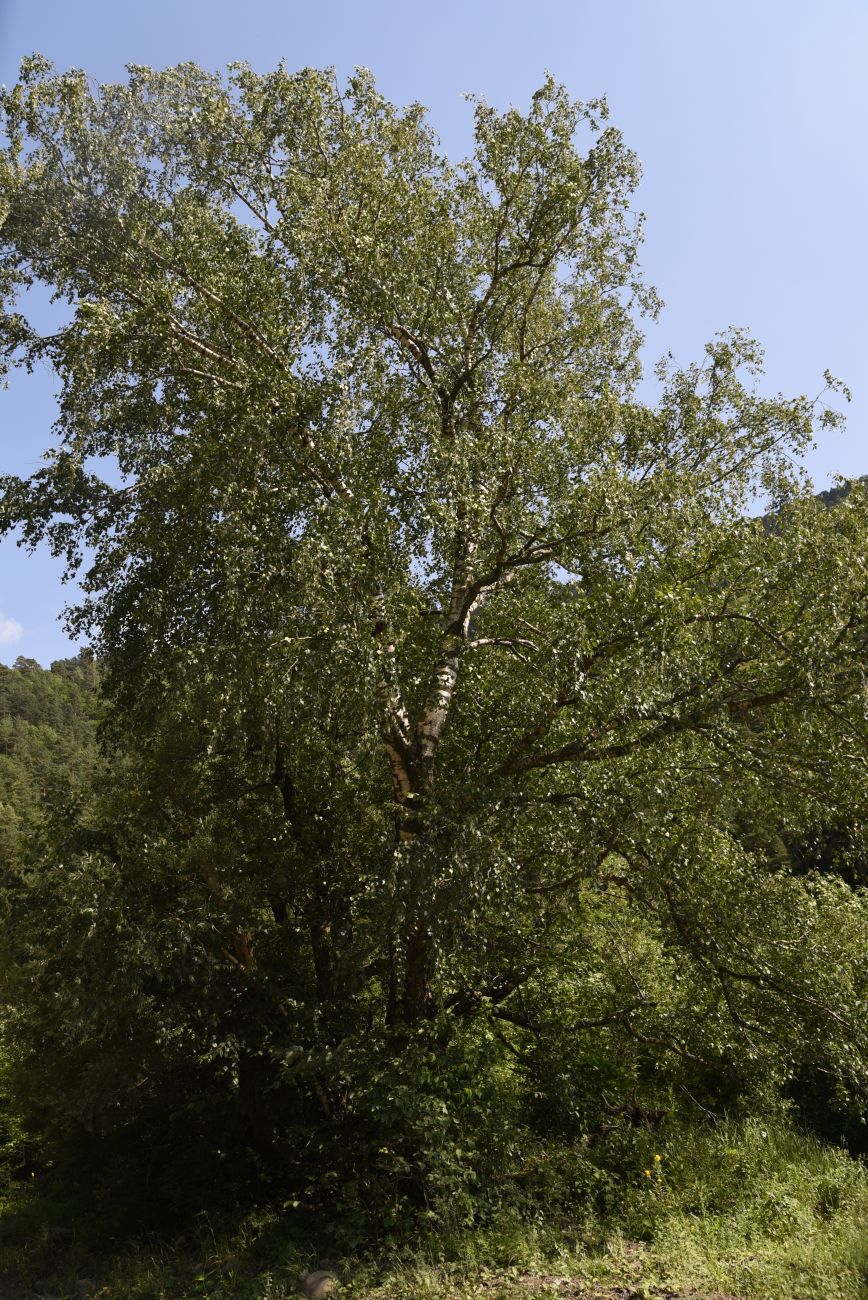 Image of Betula pendula specimen.