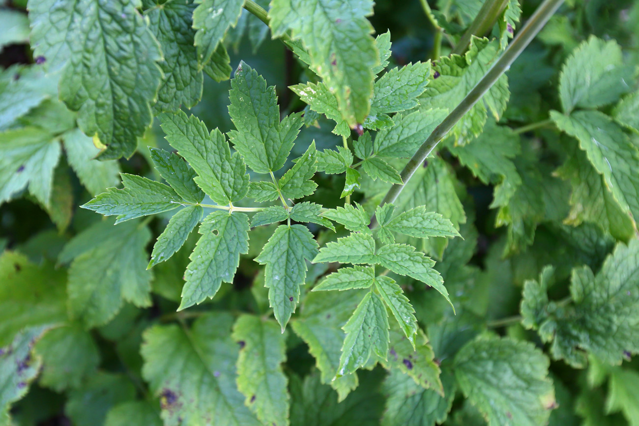 Image of Cimicifuga foetida specimen.