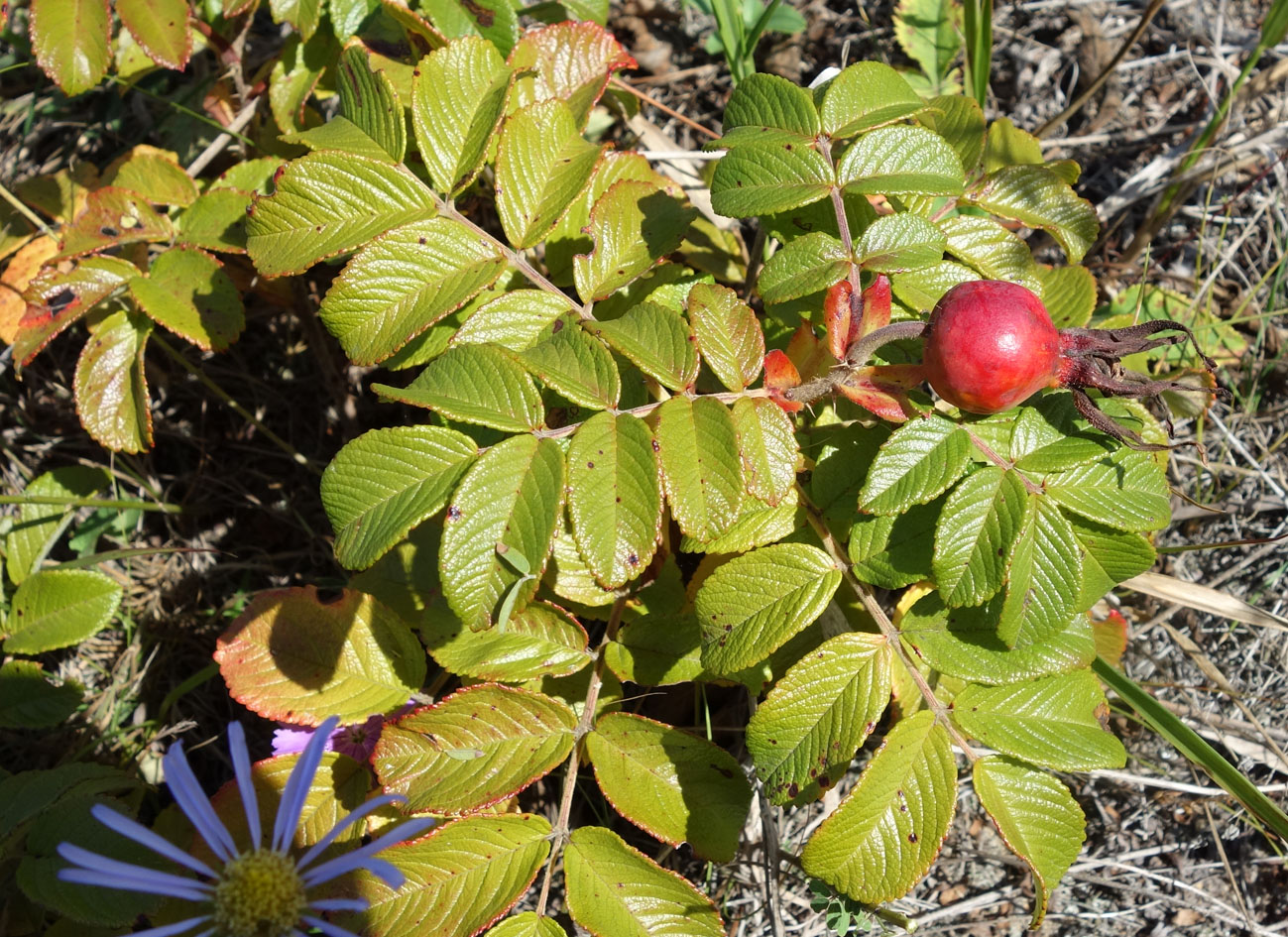 Image of Rosa rugosa specimen.